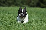 BOULEDOGUE FRANCAIS 711